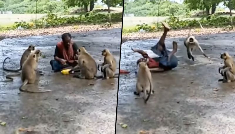 Monkey attack man after he refused to give chips; hilarious video goes viral - gps