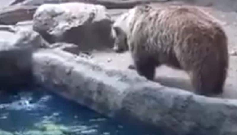 bear saves crow from water the video goes viral