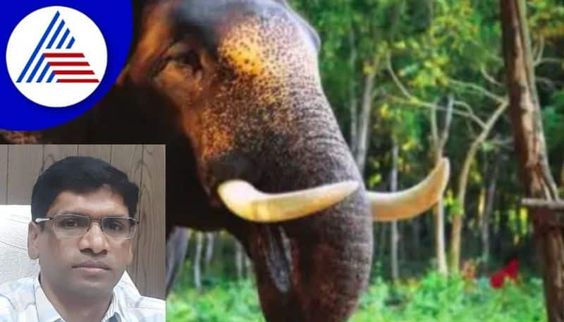 Dasara elephants for solitary wild elephant Operation from today rav