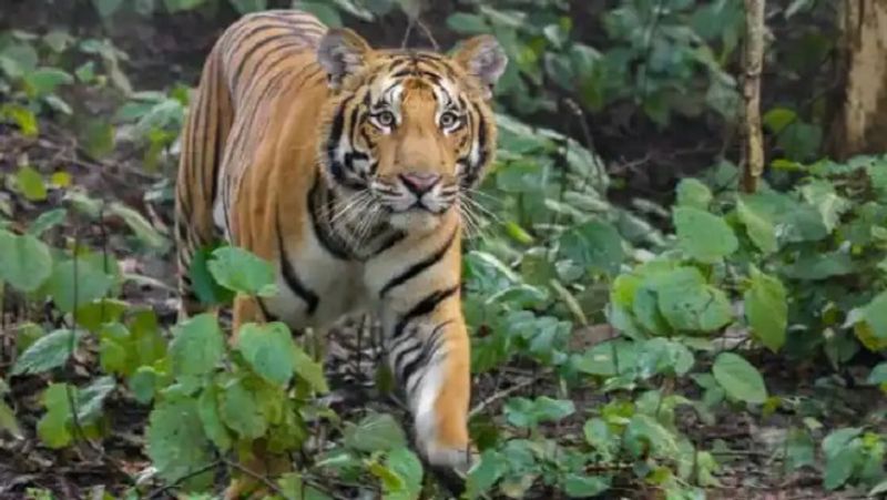 bengal tiger attack man after he put his hand in cage, horrifying video goes viral