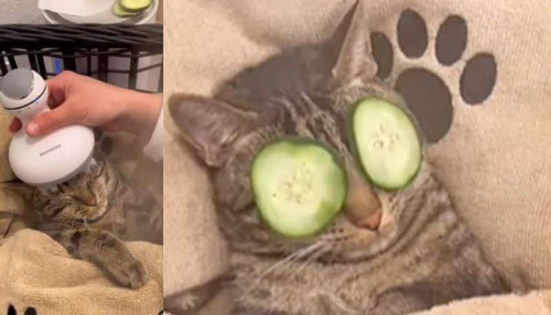 Viral Video Shows Cat Enjoying A Spaw Day