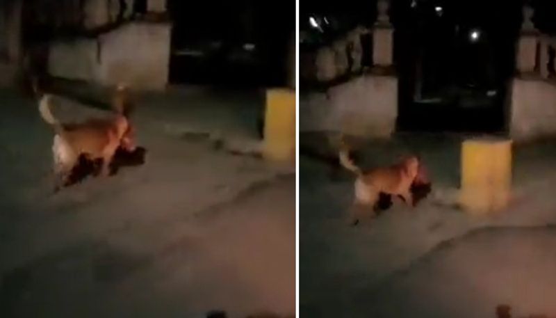 street dog running with decapitated human head