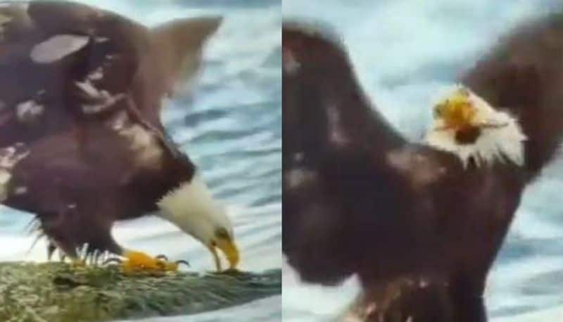 hawk and crab fight in viral video 