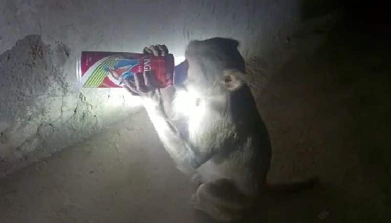 monkey drinking beer video goes viral 