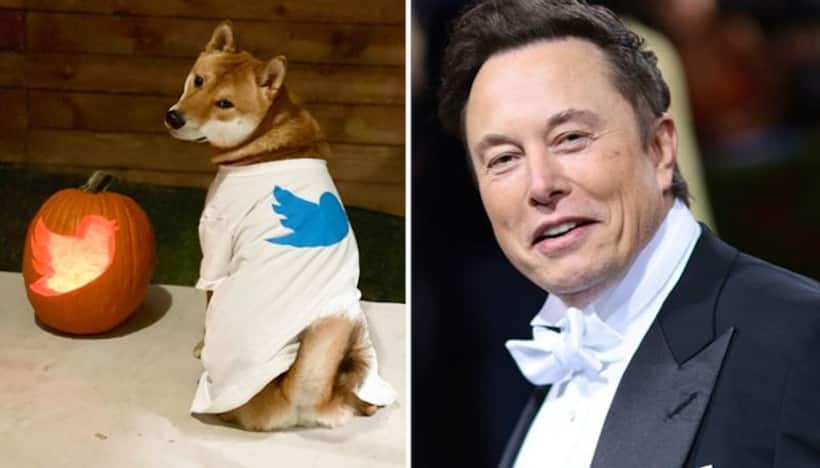 Twitter logo carved into pumpkin: Elon Musk's Halloween photo goes viral