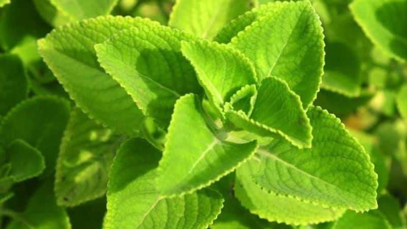 Benefits and Nutrients of karpuravalli leaves