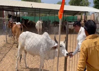 इस गाय जैसी किस्मत दुनिया में किसी और की नहीं, खाती है देशी घी के लड्डू-करोड़ों के घर में रहती है...