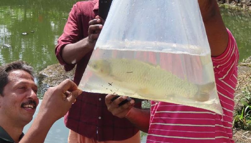 grass carp fishes to clean Kadupadamchira