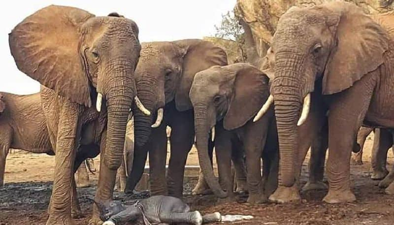 surprise birth of elephant 