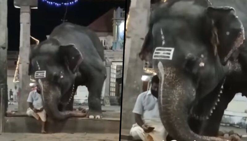 Elephant curiously peeking into mahout's phone amazed netizens; watch viral video here - gps