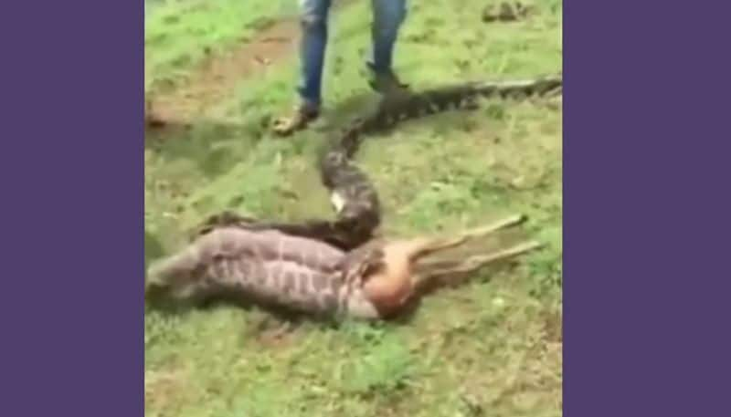 Python Swallows A Whole Deer Within Seconds