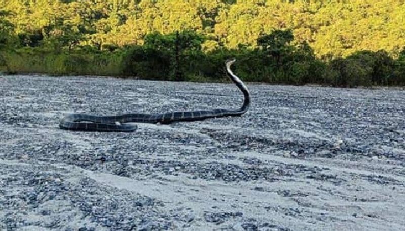 ifs officer asks snake species by sharing a photo 