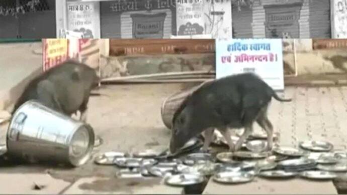 जिस सरकारी रसोई में हर रोज लाखों लोग खा रहे खाना, वहां की थालियां सुअर कर रहे साफ, विपक्ष ने सरकार को घेरा