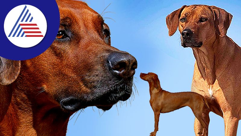 Rhodesian Ridgeback from Africa came to Udupi grg