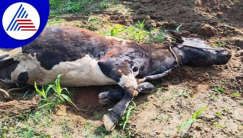 29 Cattle Dies Due to Lumpy Skin Disease in Ramanagara grg