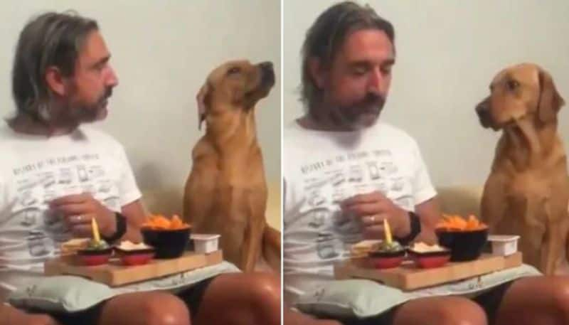 Cute Dog Pretending Hes Not Hungry viral video 