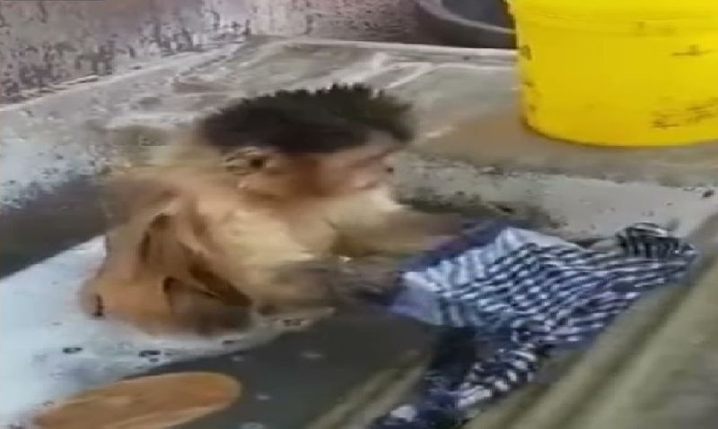 monkey washes clothes and video goes viral 