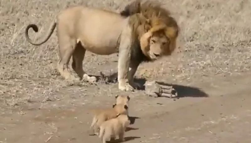 lion and cubs are roaming inside forest 