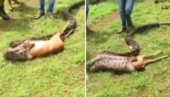 Watch: Python swallows deer in seconds; terrifying video leaves netizens stunned