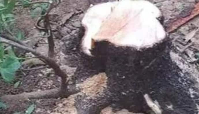 sandalwood tree