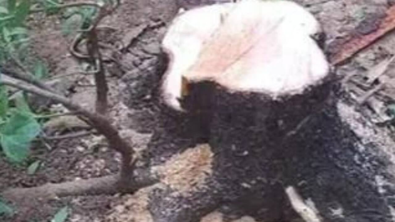 sandalwood tree