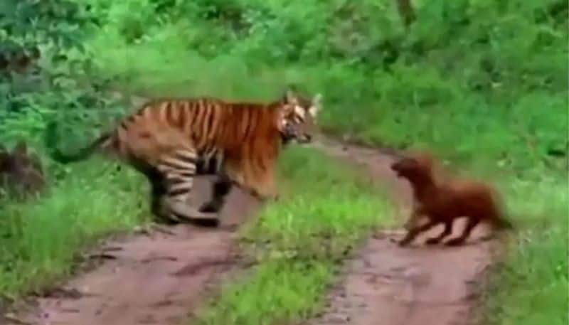 tiger being confronted by a pack of dholes