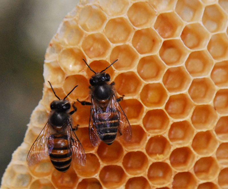 Apis karinjodian New species of honey bee discovered in India after 224 years 