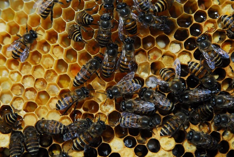 One dead, 2 hospitalised in Andhra Pradesh After Bee Attack lns