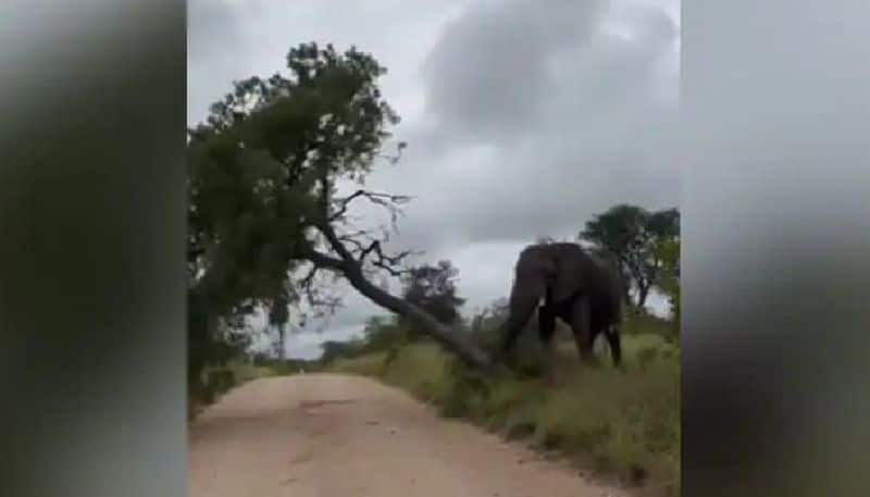 elephant knocks entire tree down  the video goes viral