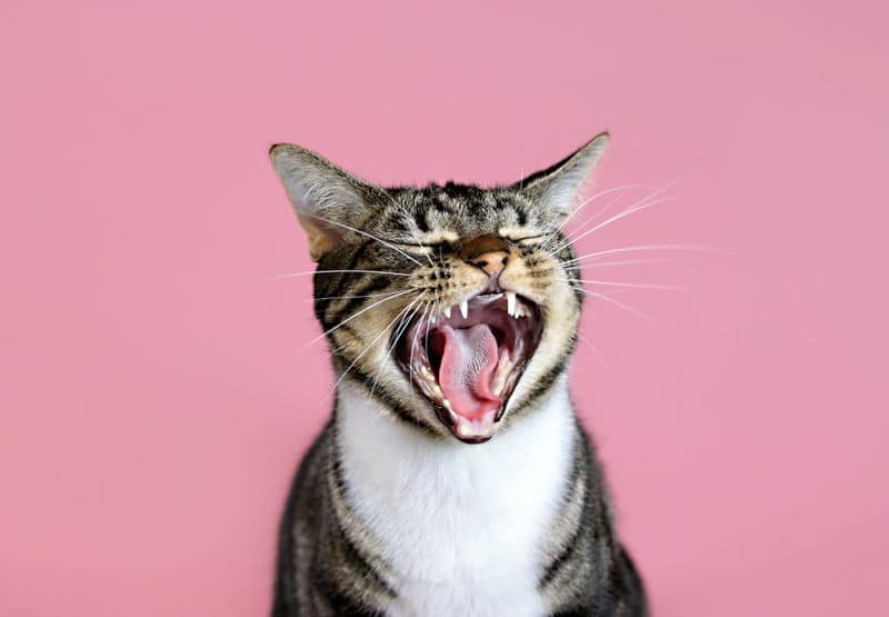 Does your cat hate you? Here are some signs and reasons this can happen sur 