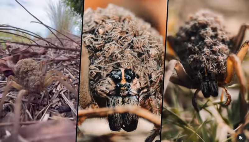 Man photographs pregnant spider found in his house; get incredible images; watch here  - gps