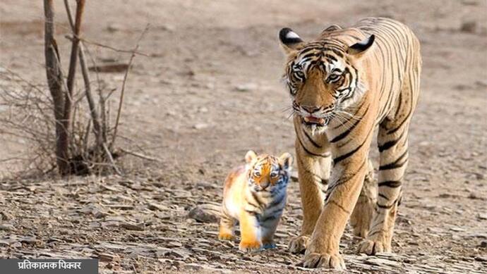 महाराष्ट्र के तडोबा टाइगर रिजर्व में दिखा अनोखा नजारा, तीन महीने के शावक के साथ मस्ती करती दिखी टाइग्रेस