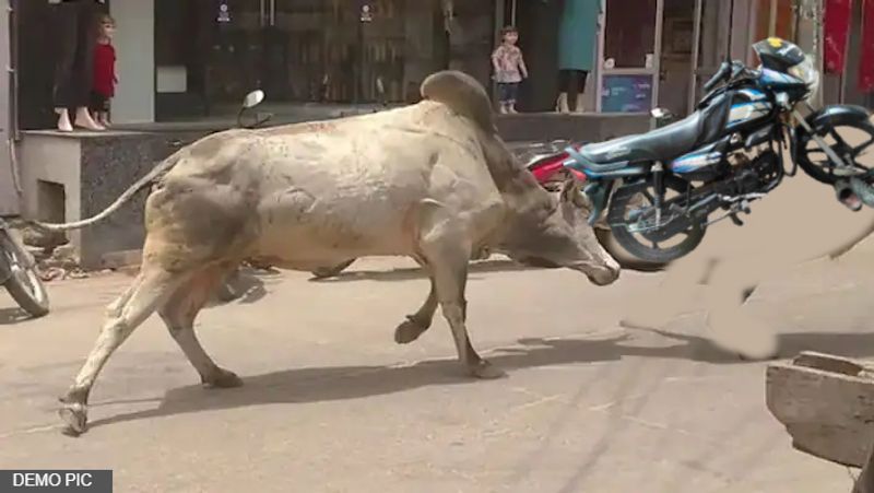 Bull gores 4-year-old child in Aligarh, video goes viral