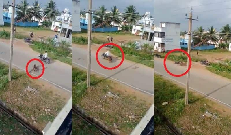 shocking video of leopard that enters the city and attacks the public