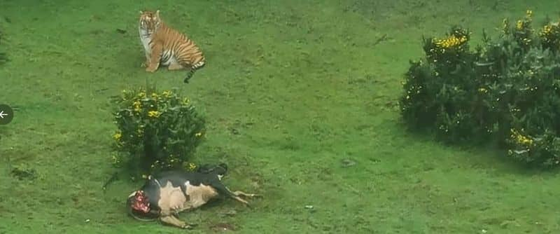 Tiger in the Ooty Golf court with cow Viral video shocking internet