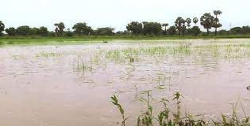 50 thousand acres of samba crops were submerged in water in delta districts due to heavy rain