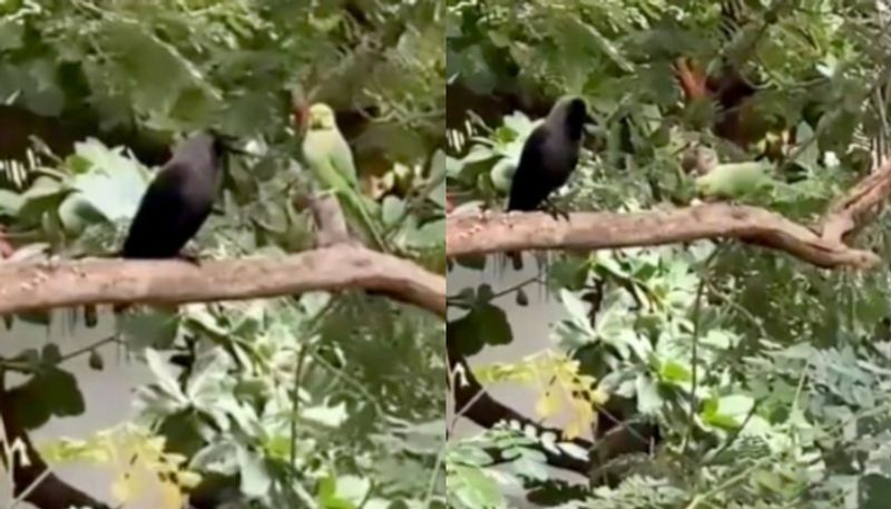 viral video crow sharing food to parrot