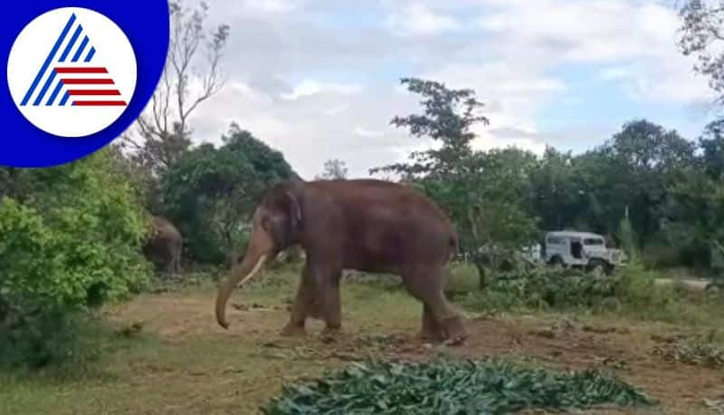 Abhimanyu who came to the elephant capture operation is sick at chikkamagaluru gvd