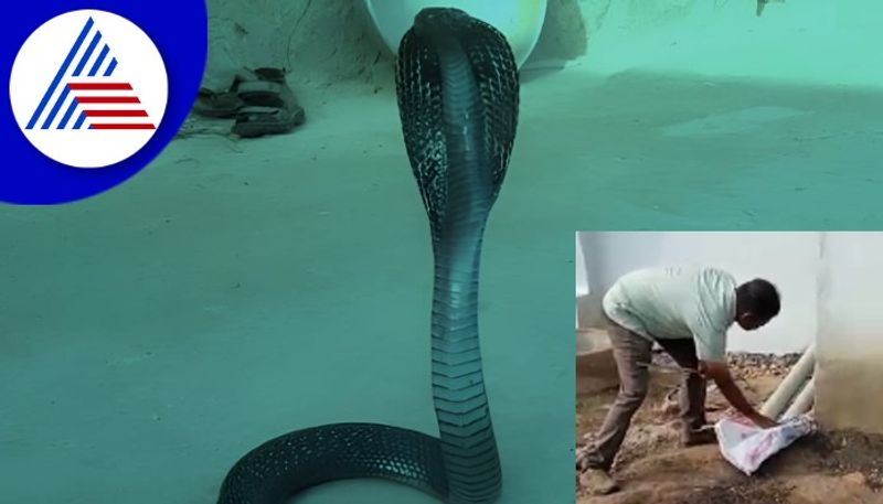 A rare sighting of black cobra in Naragunda at gadag rav