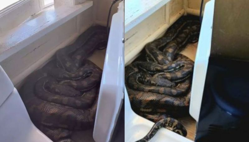 woman finds two pythons mating behind her microwave