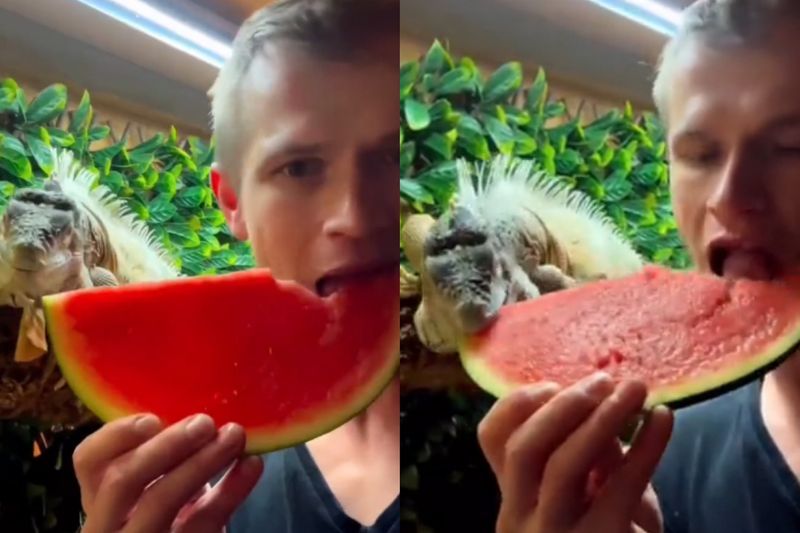 man shares watermelon slice with pet iguana viral video 