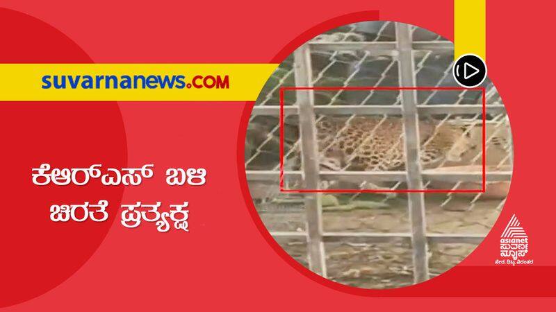 mandya leopard got stuck in cattle shed suh