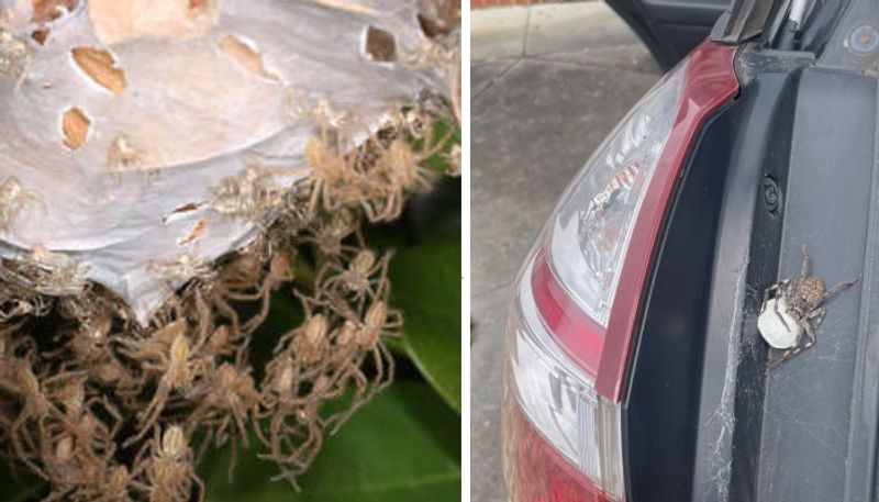 hundreds of huntsman spiders inside car boot 