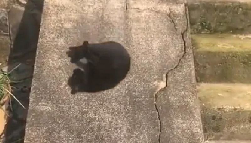 funny video in which a cat gliding down a slope