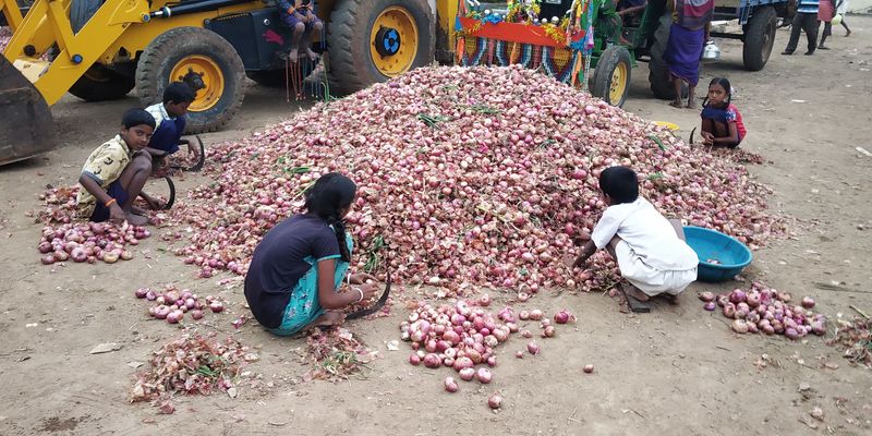 onion price drop farmers tears dambala at gadag rav