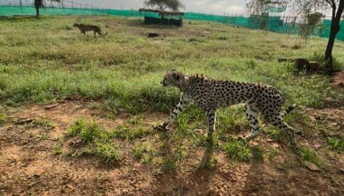 cheetahs Namibia in kuno national park sheopur