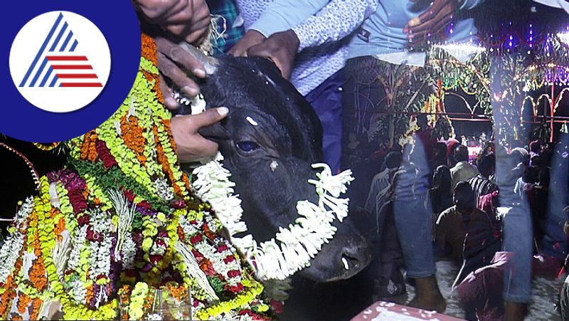 termitarium shakes during puja in Chikmagaluru skr