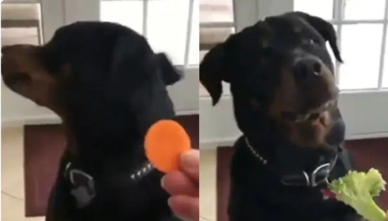 Adorable Pup Refusing To Eat Veggies in viral video