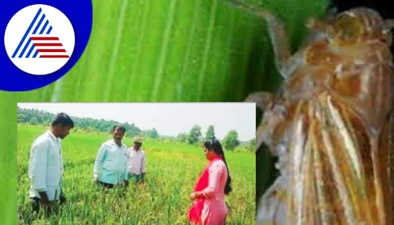 Grasshopper infestation in rice Scientists visit the fields