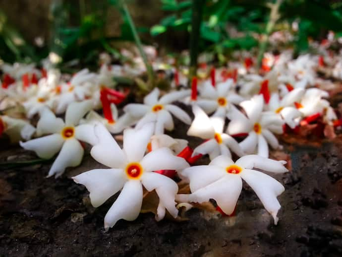 Shiuli Flowers